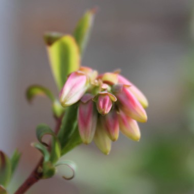 Blaubeere Goldtraube (Pflanze)