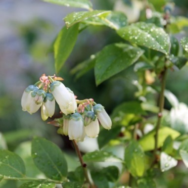 Blaubeere Nelson (Pflanze)