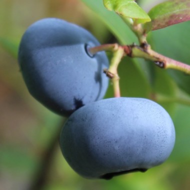 Blaubeere Nelson (Pflanze)