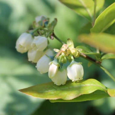 Blaubeere Patriot (Pflanze)