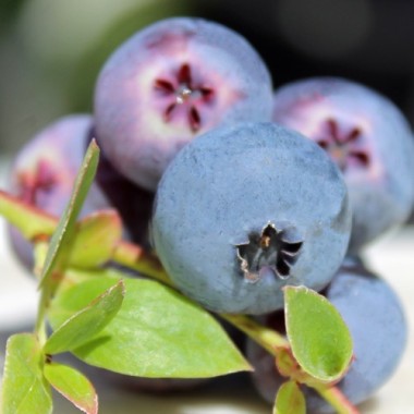 Blaubeere Patriot (Pflanze)