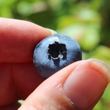 Blaubeere Patriot (Pflanze)