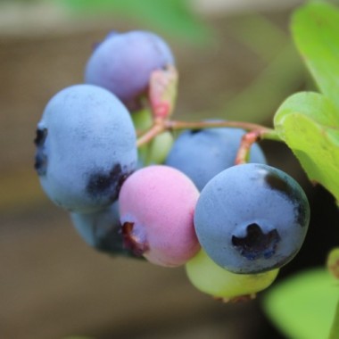 Blaubeere Patriot (Pflanze)