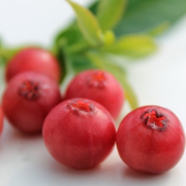Blaubeere Pink Lemonade (Pflanze)