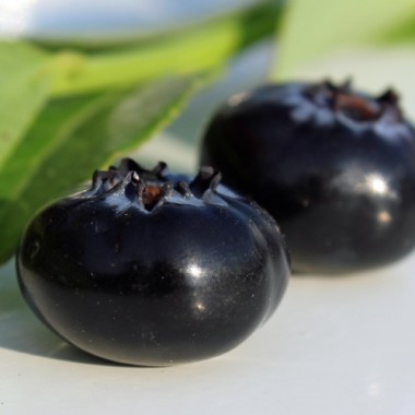 Blaubeere Rubel (Pflanze)