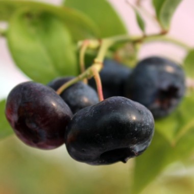 Blaubeere Rubel (Pflanze)