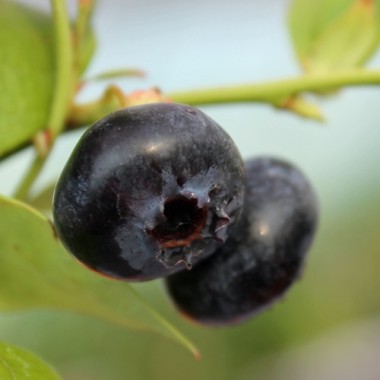 Blaubeere Rubel (Pflanze)