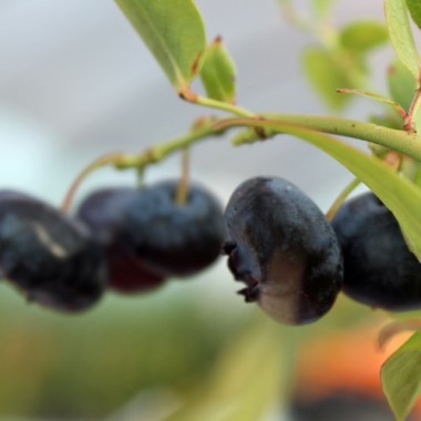 Blaubeere Rubel (Pflanze)