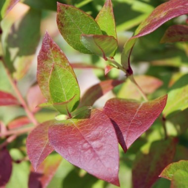 Blaubeere Rubel (Pflanze)