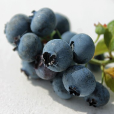 Blaubeere Toro (Pflanze)