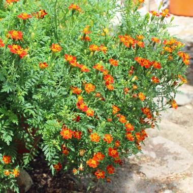 Blutorangengewürztagetes (Samen)