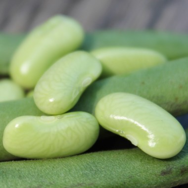 Buschbohne Flageolet Chevrier Vert (Samen)