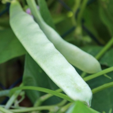 Stangenbohne Maruchedda (Samen)