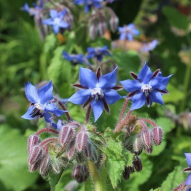 Borretsch blau (Samen)