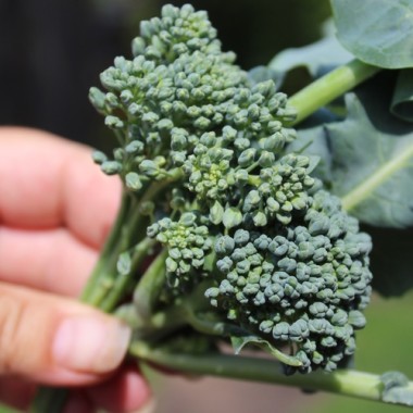 Rosetten-Broccoli Green Sprouting (Samen)