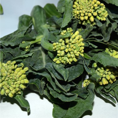 Broccoletto Zamboni Raab (Samen)