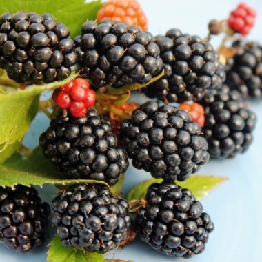 Brombeere Asterina  (Pflanze)