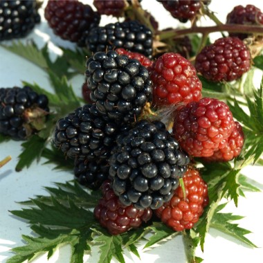 Brombeere Thornless Evergreen
