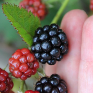 Brombeere Triple Crown (Pflanze)
