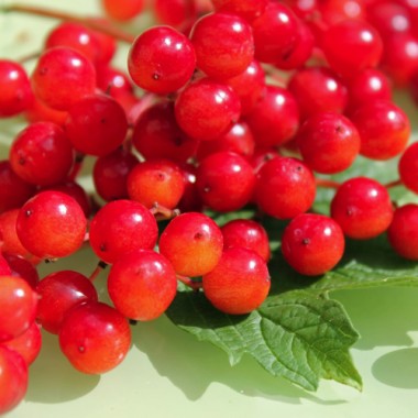 Busch-Cranberry Wentworth (Pflanze)
