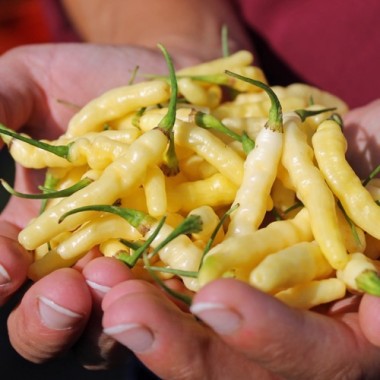Chili Aribibbi Gusano (Schärfe 10) (Samen)