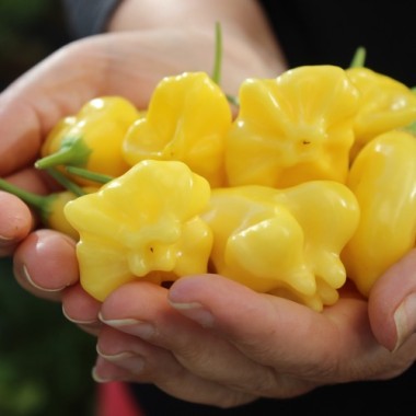 Chili Dulce Estrella (Schärfe 2) (Samen)