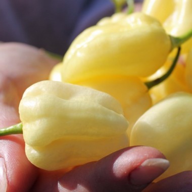 Chili Habanero White Giant (Schärfe 10) (Samen)