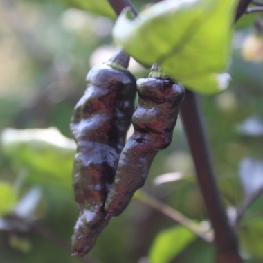 Chili Mojo Blackie (Schärfe 10+) (Samen)