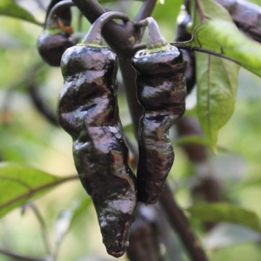 Chili Mojo Blackie (Schärfe 10+) (Samen)