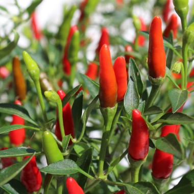 Chili Pequin da Ischia (Schärfe 9) (Samen)