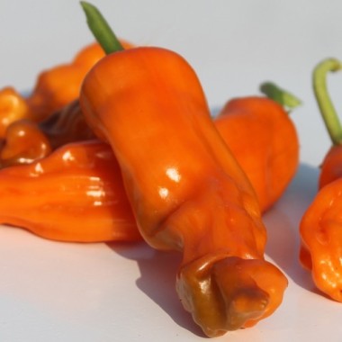 Chili Peter Pepper orange (Schärfe 9) (Samen)