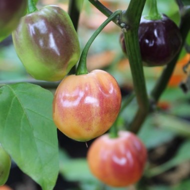 Chili Purple Peach (Schärfe 5) (Samen)