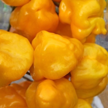 Chili Scotch Bonnet Yellow (Schärfe 10) (Samen)