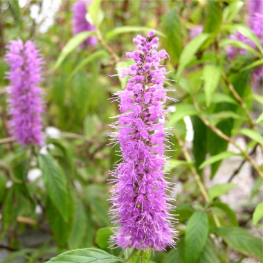 Chinesischer Gewürzstrauch violett (Pflanze)