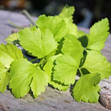 Chinesischer Sellerie Golden Leaf (Samen)