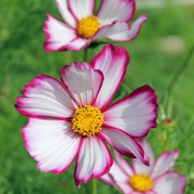 Cosmos Candy Stripe (Samen)