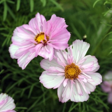 Cosmos Collarette (Samen)