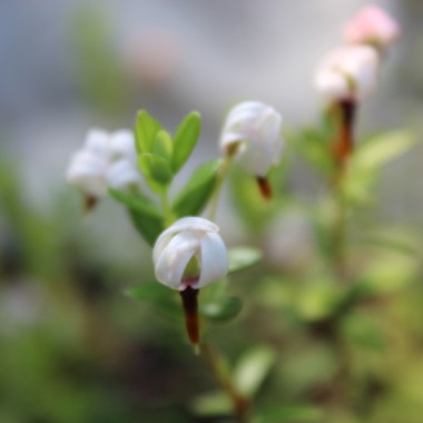 Cranberry Crowley (Pflanze)