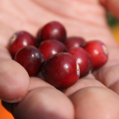 Cranberry Early Black (Pflanze)
