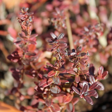 Cranberry Early Black (Pflanze)