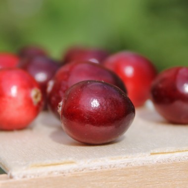Cranberry Langlois (Pflanze)