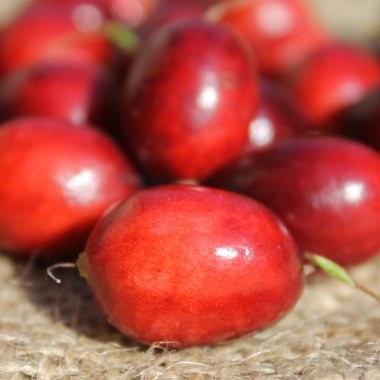 Cranberry Langlois (Pflanze)