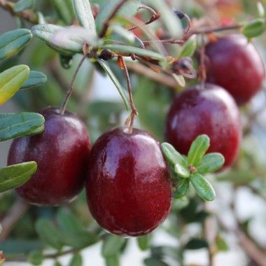Cranberry Olson Honkers (Pflanze)
