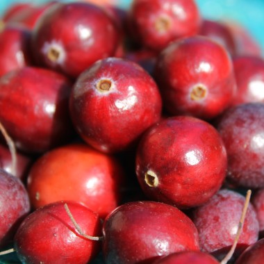 Cranberry Olson Honkers (Pflanze)