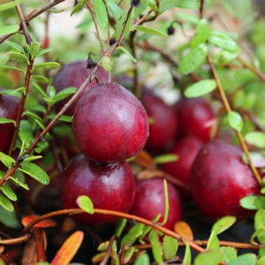 Cranberry Pilgrim (Pflanze)
