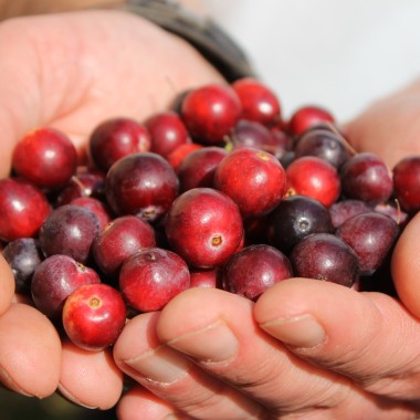 Cranberry Pilgrim (Pflanze)