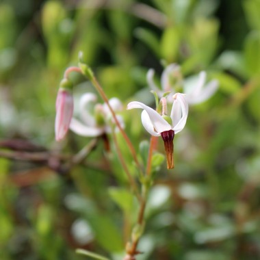 Cranberry Pilgrim (Pflanze)