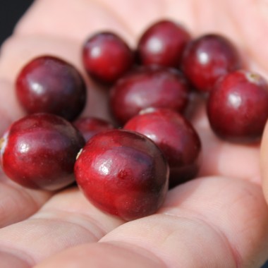 Cranberry Stevens (Pflanze)