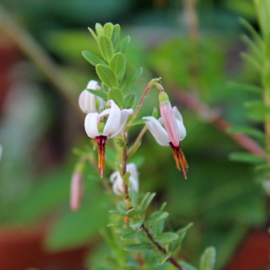 Cranberry Stevens (Pflanze)