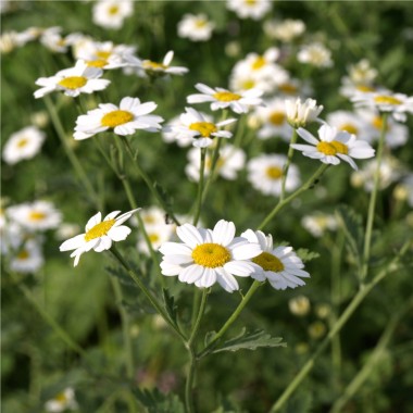 Dalmatinische Insektenblume (Samen)